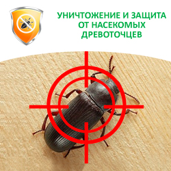 Уничтожение и защита от насекомых древоточцев Уничтожение и защита от насекомых древоточцев